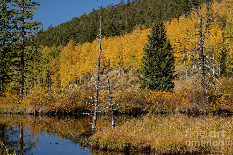 Autumn Beaver Pond on Anne-Marie Falls Trail Photograph by Steven Krull
