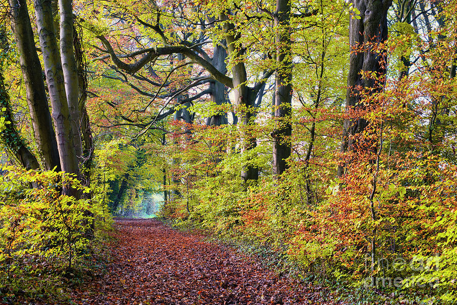 Autumn Beech Avenue in the Cotswolds Photograph by Tim Gainey