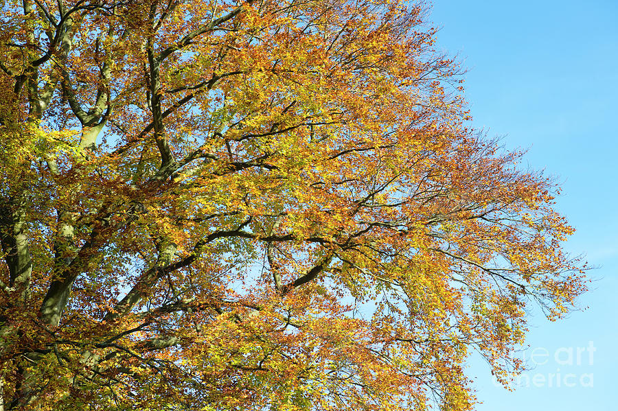 Autumn Beech Tree Canopy in the Cotswolds Photograph by Tim Gainey
