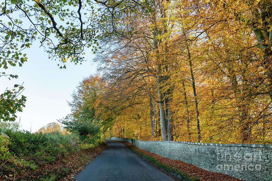 Autumn Beech Trees Along a Country Road Dowdeswell Photograph by Tim Gainey