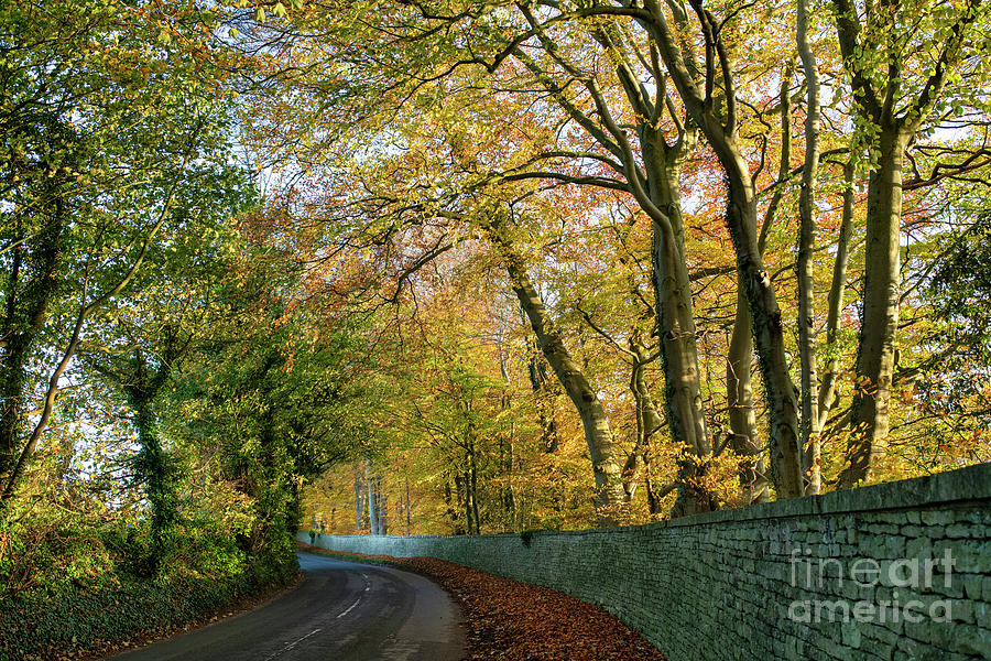 Autumn Beech Trees Along a Country Road Photograph by Tim Gainey