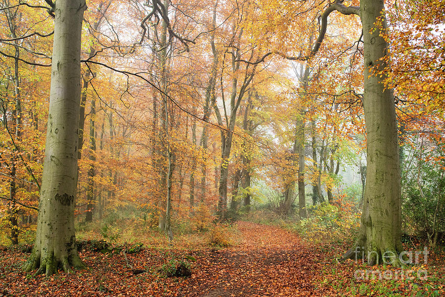 Autumn Beech Trees in a Misty Cotswold Woodland Photograph by Tim Gainey