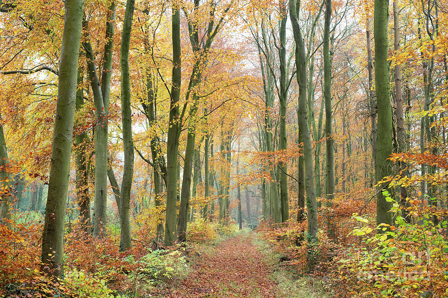 Autumn Beech Trees in a Misty Wood in the Cotswolds Photograph by Tim Gainey
