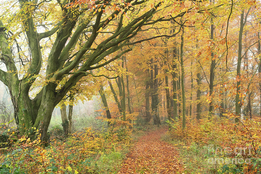 Autumn Beech Trees in a Misty Wood Photograph by Tim Gainey