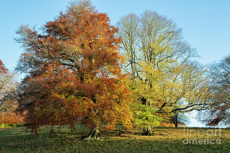 Autumn Beech Trees in Blenheim Park Oxfordshire Photograph by Tim Gainey