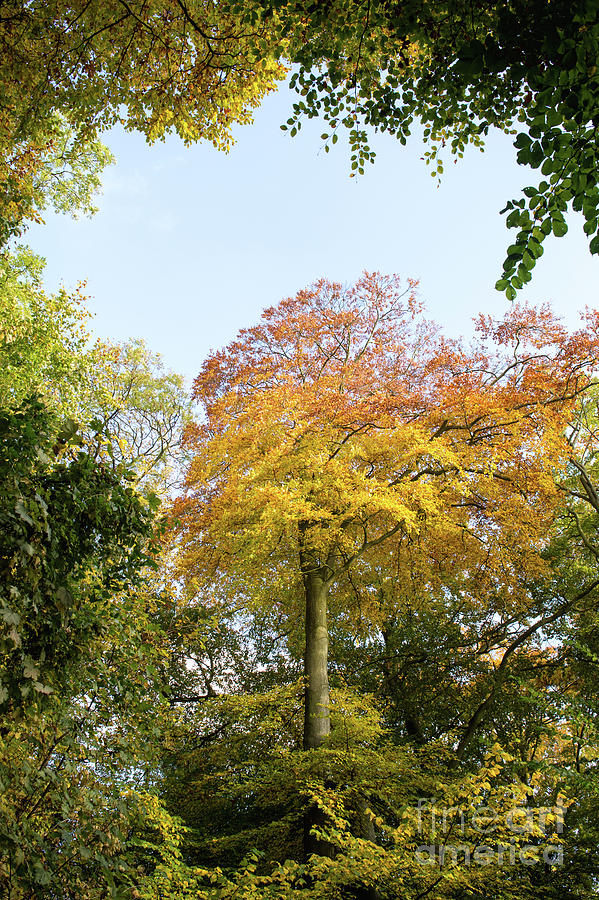 Fall Photograph - Autumn Beech Trees in the Cotswolds by Tim Gainey