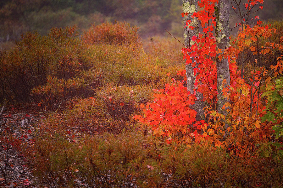 Autumn Begins Photograph by Jeff Sinon