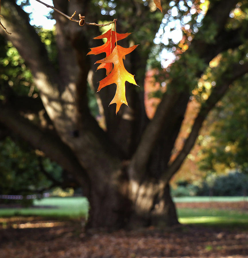 Autumn Begins Photograph by Leigh Henningham