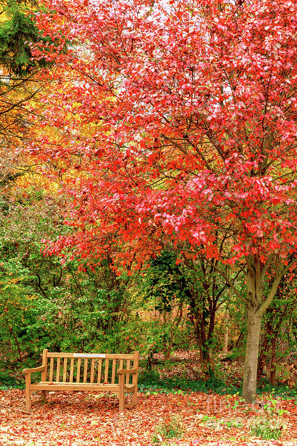 Autumn Bench at Rutgers Gardens New Jersey Photograph by John Rizzuto