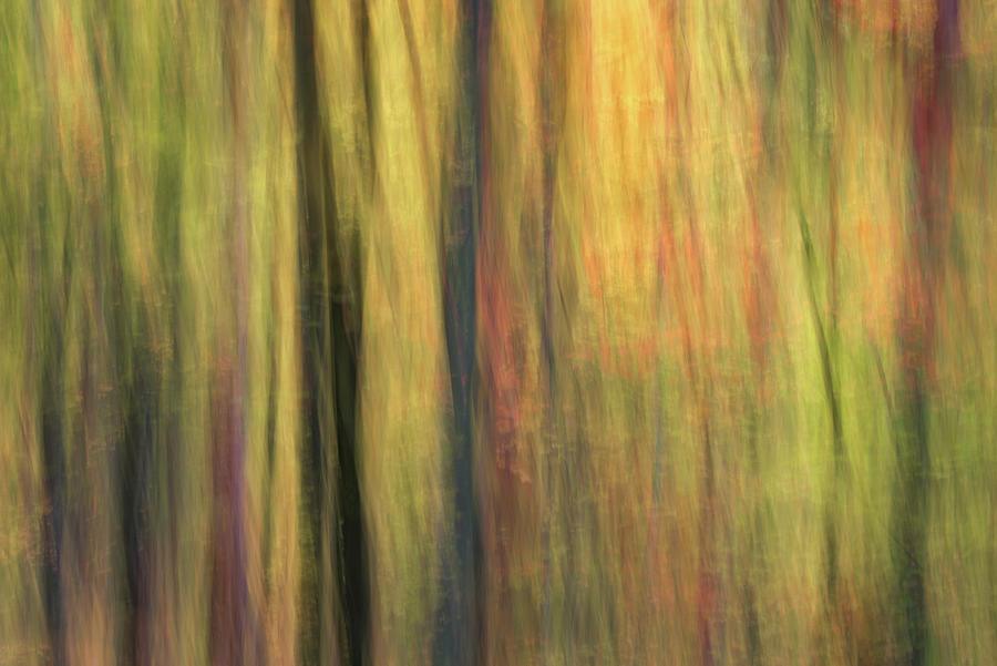 Autumn Berkshire Forest Abstract Photograph by Kristen Wilkinson