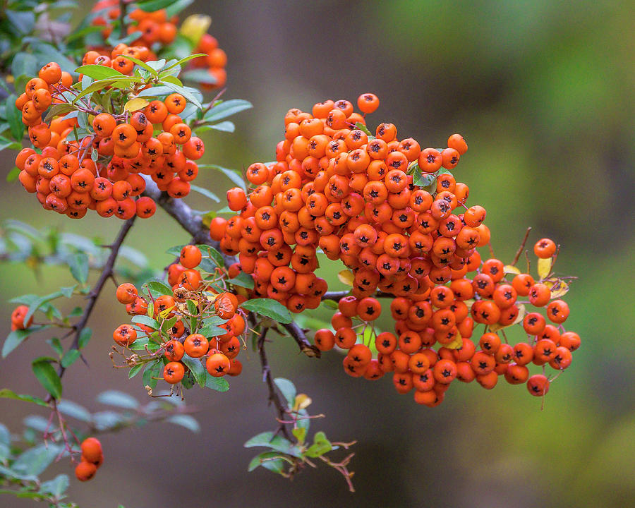 Autumn Berries Photograph by Mark Mille