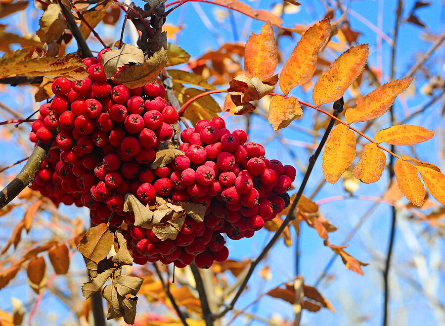Autumn Berries On A Background Of Blue Sky Photograph by Inxti