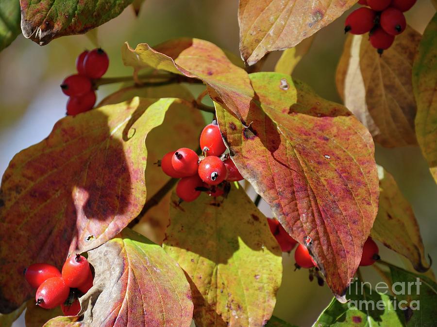 Autumn Berries Photograph by On da Raks