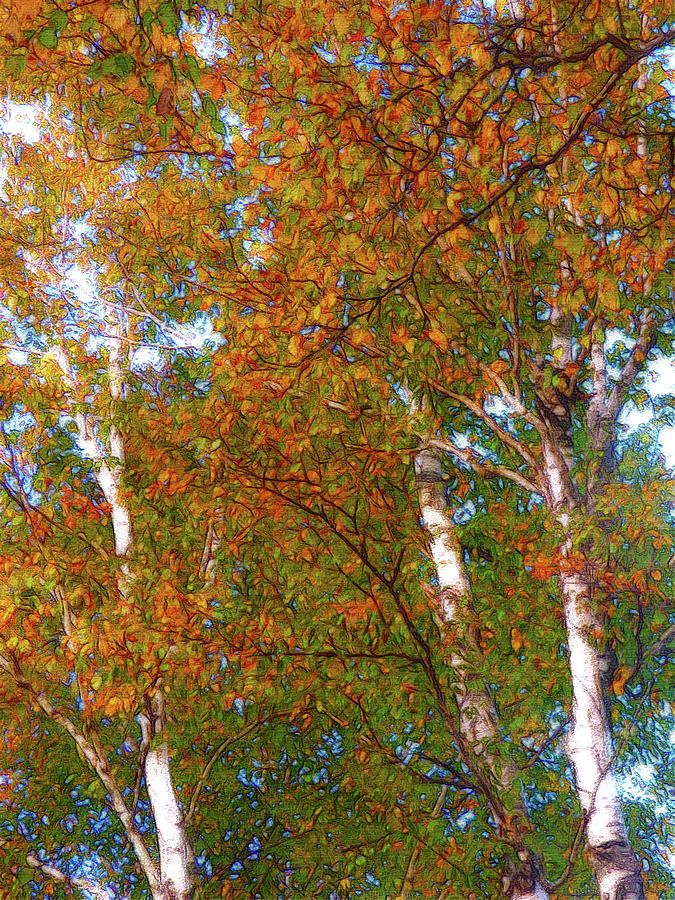 Autumn Birch Canopy Digital Art by Leslie Montgomery