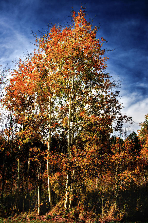 Autumn Birch Photograph