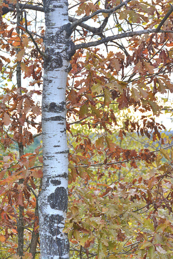 Autumn Birch Photograph by Jamart Photography