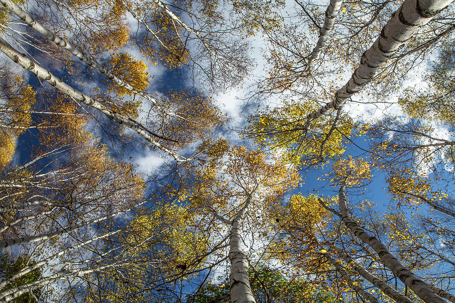 Autumn Birch Sky Photograph by White Mountain Images