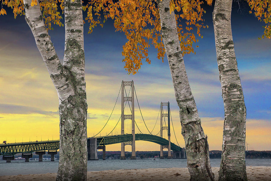 Fall Photograph - Autumn Birch Trees in Mackinaw City by the Mackinac Bridge by Randall Nyhof