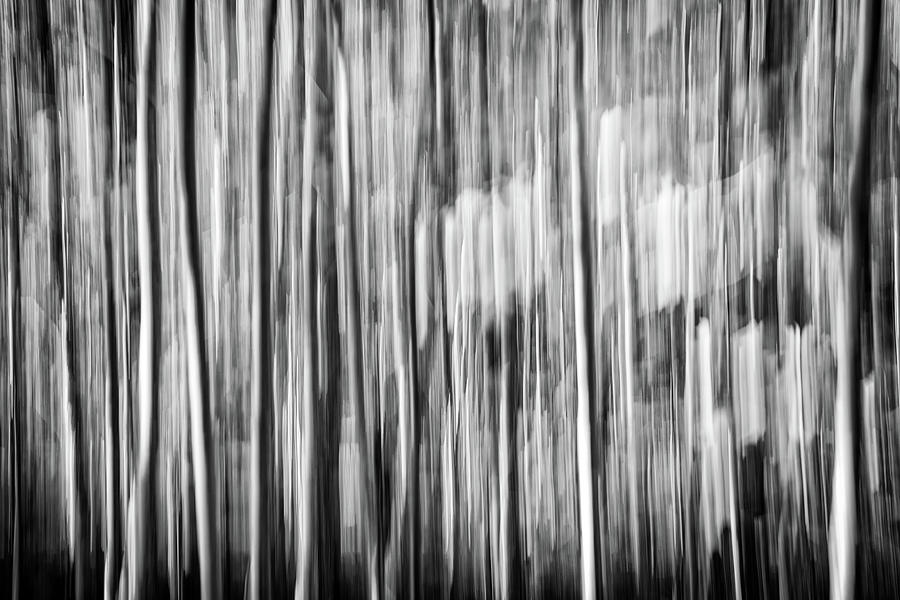 Abstract Photograph - Autumn Birches Abstract Black and White by Rick Berk