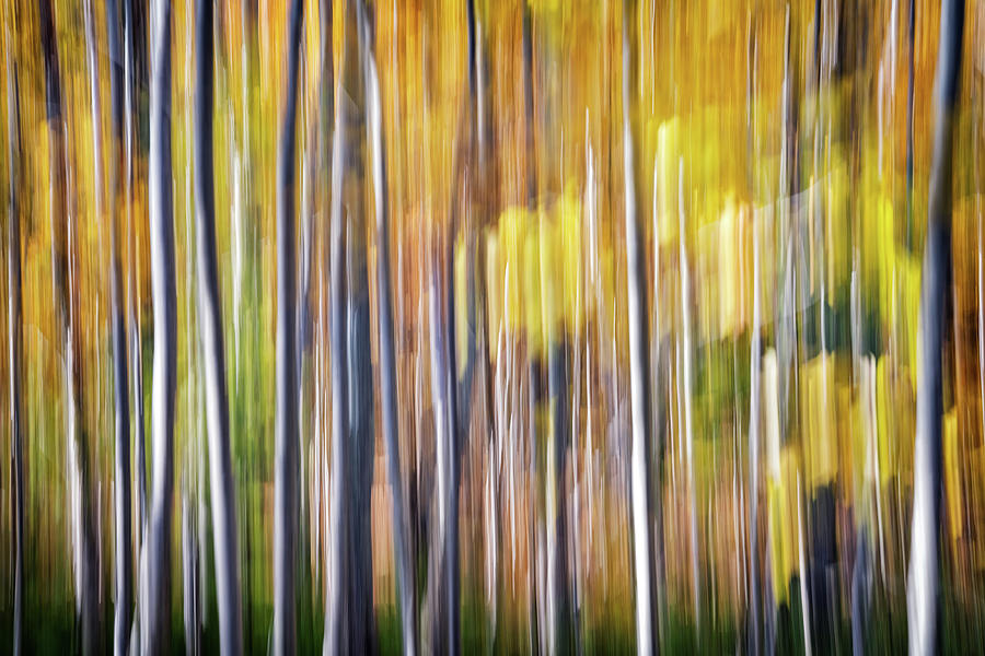 Abstract Photograph - Autumn Birches Abstract by Rick Berk