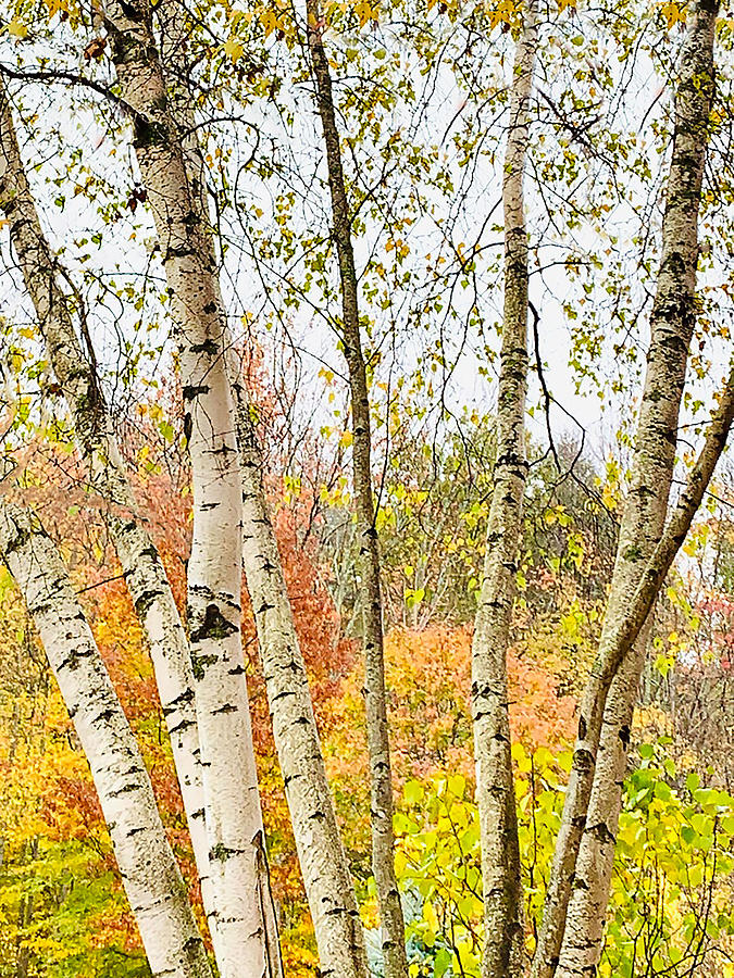 Autumn Birches Photograph by Ali Bailey Autumn Birches Photograph by Ali Bailey