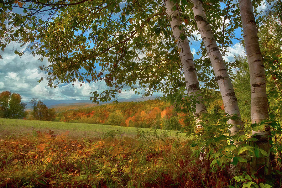 Autumn Birches Photograph by Joann Vitali