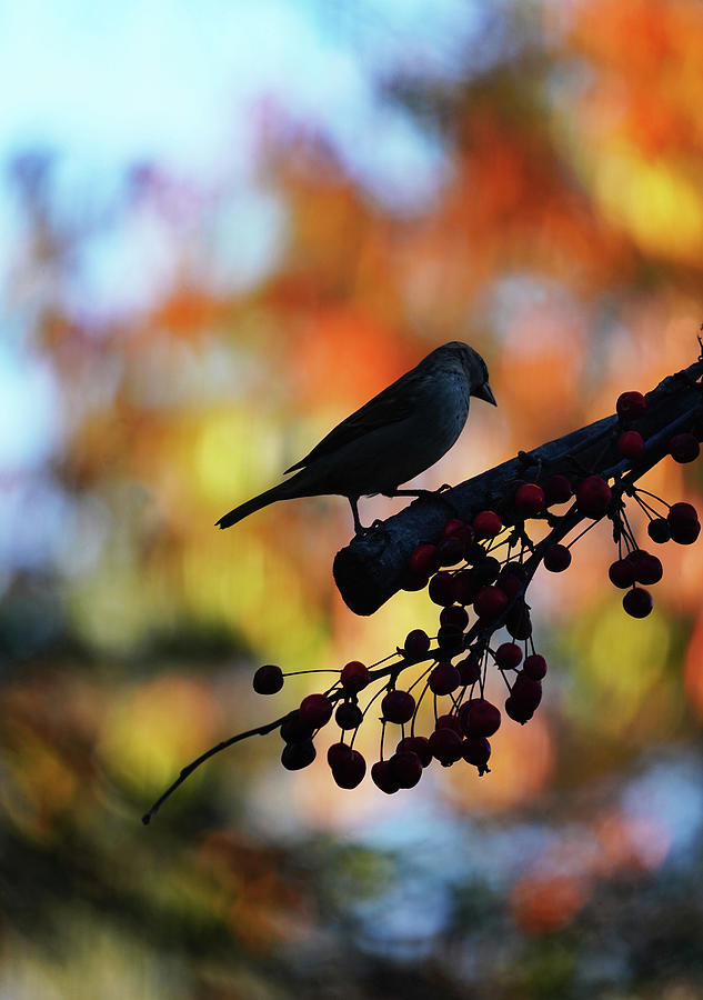 Autumn Bird Silhouette Photograph by Dennis Cox Photo Explorer