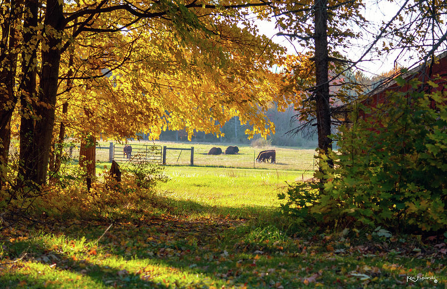Autumn Bison Cows Photograph by Ken Figurski