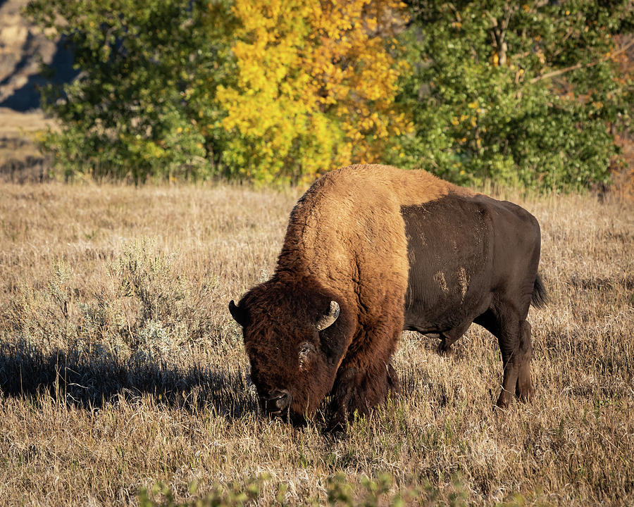 Autumn Bison Photograph by Kendra Perry-Koski - Fine Art America