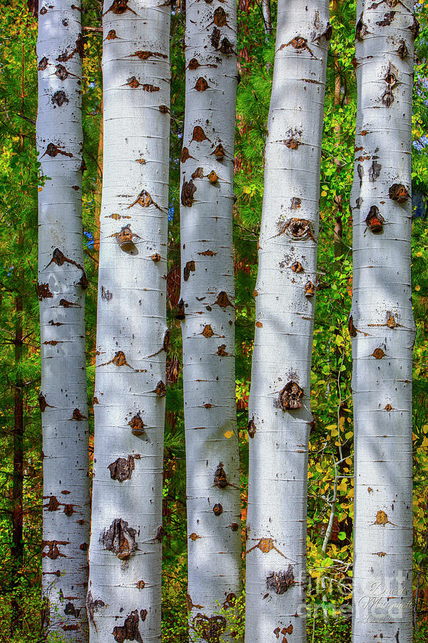 Autumn Black Butte Ranch Aspen Trees,  Photograph by David Millenheft