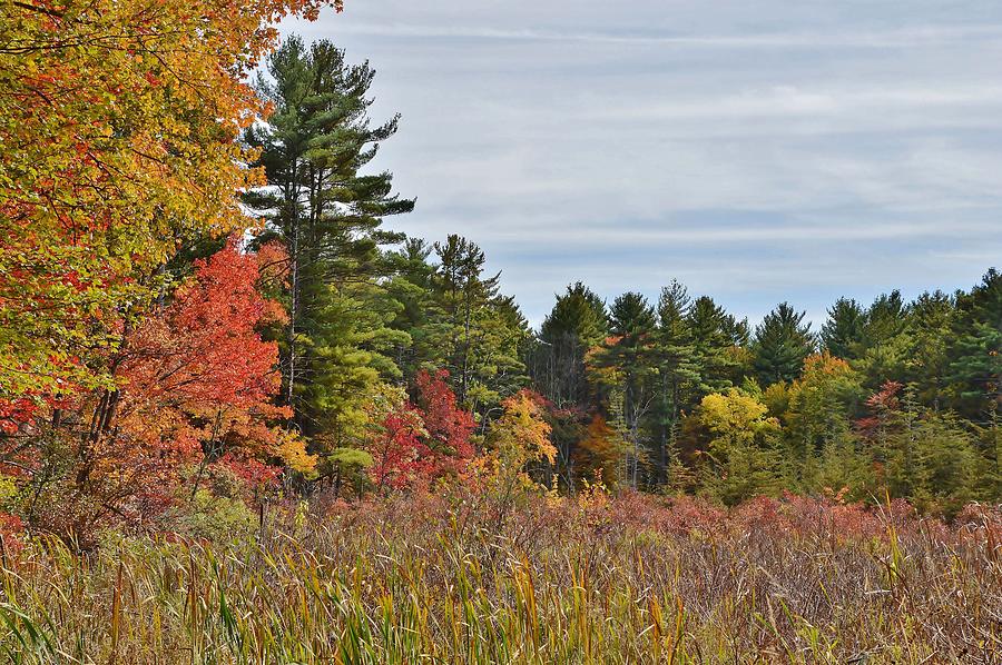 Autumn Blaze Photograph by Deborah Hochhauser - Fine Art America