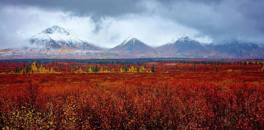 Autumn Blaze in the Alaskan Wilderness Photograph by Kyle Lavey