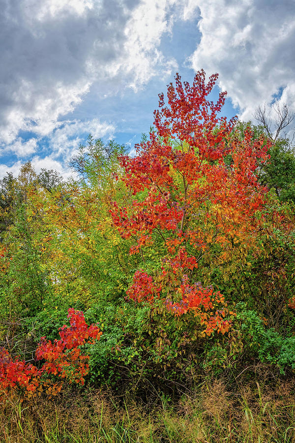 Autumn Blaze in the Hill Country Photograph by Lynn Bauer