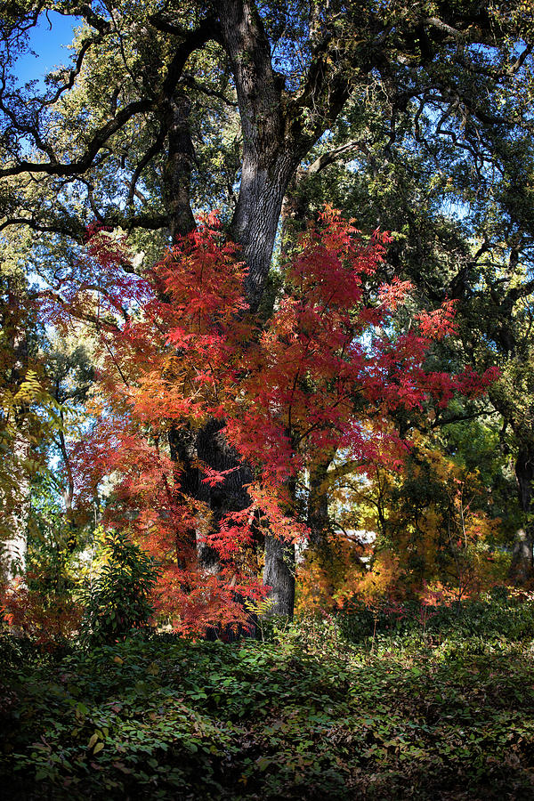Trees Photograph - Autumn Blaze by John Heywood Trees Photograph - Autumn Blaze by John Heywood