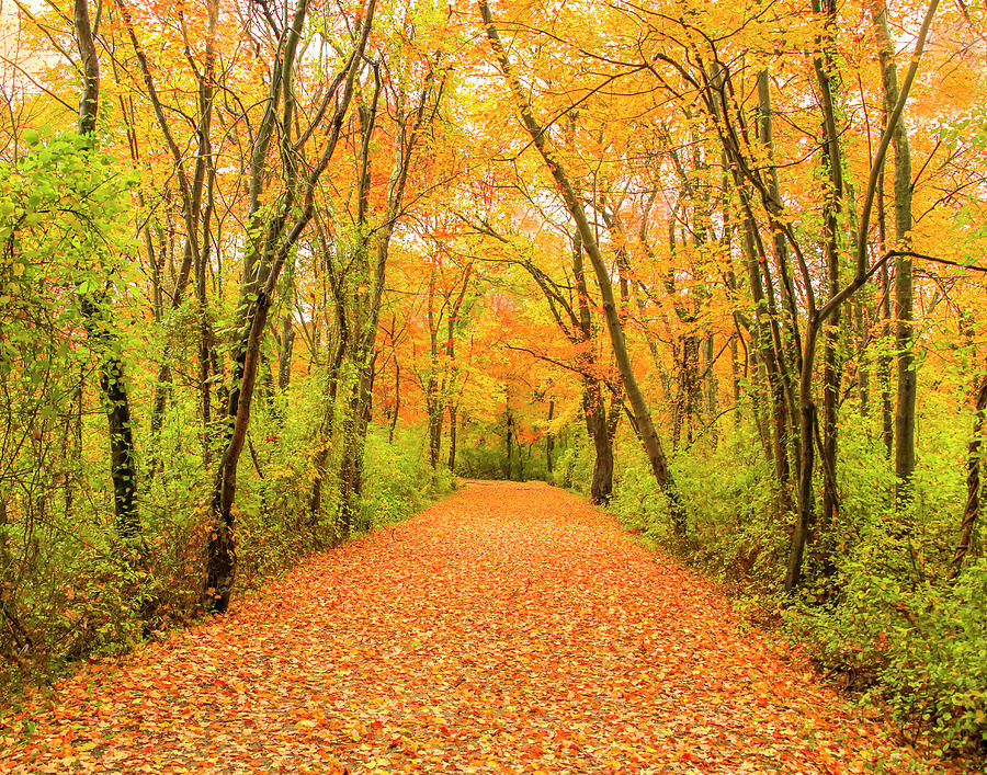 Autumn Bliss Photograph By Matthew Pecorella Fine Art America