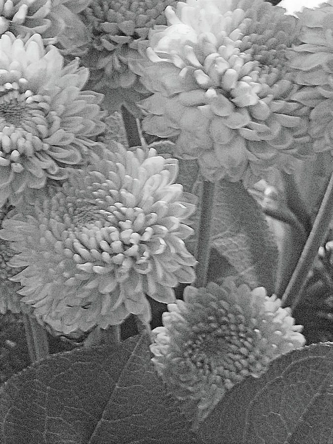 Flower Digital Art - Autumn Blooms in Black and White by Marian Bell