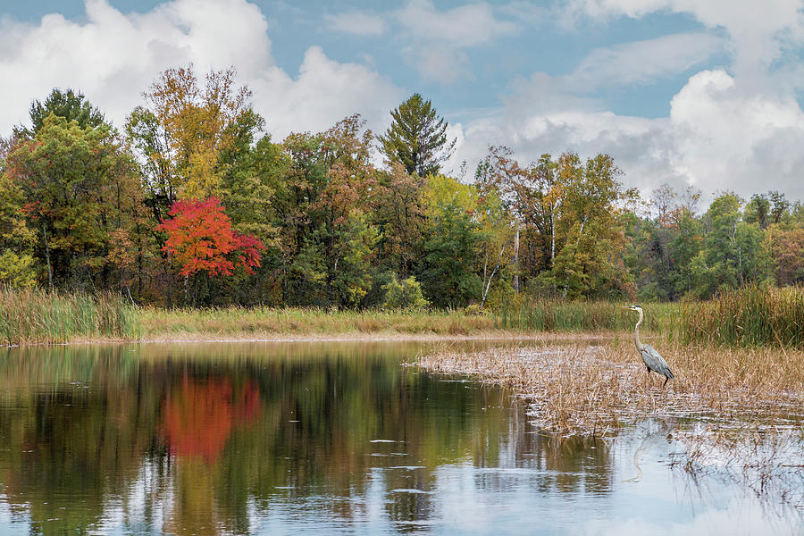Autumn Blue Heron Photograph by Patti Deters
