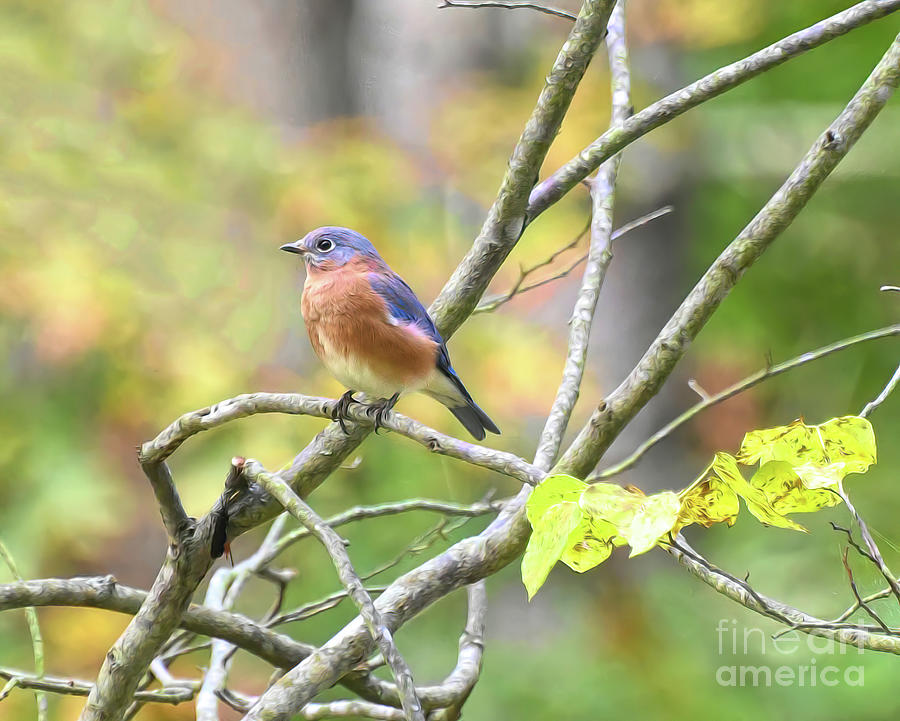 Autumn Blues - Eastern Bluebird Photograph by Kerri Farley