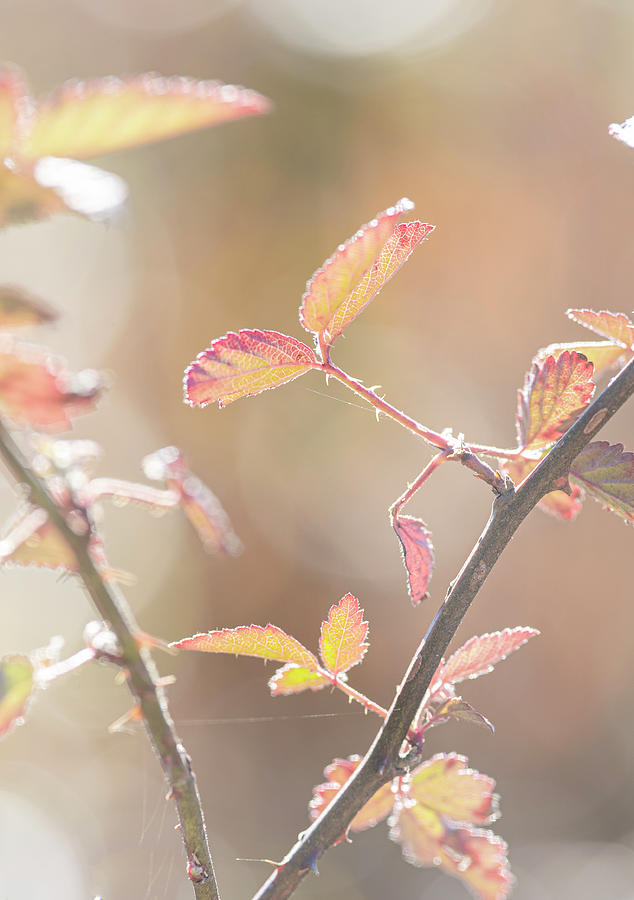 Bramble Photograph - Autumn Bramble Leaves by Karen Rispin