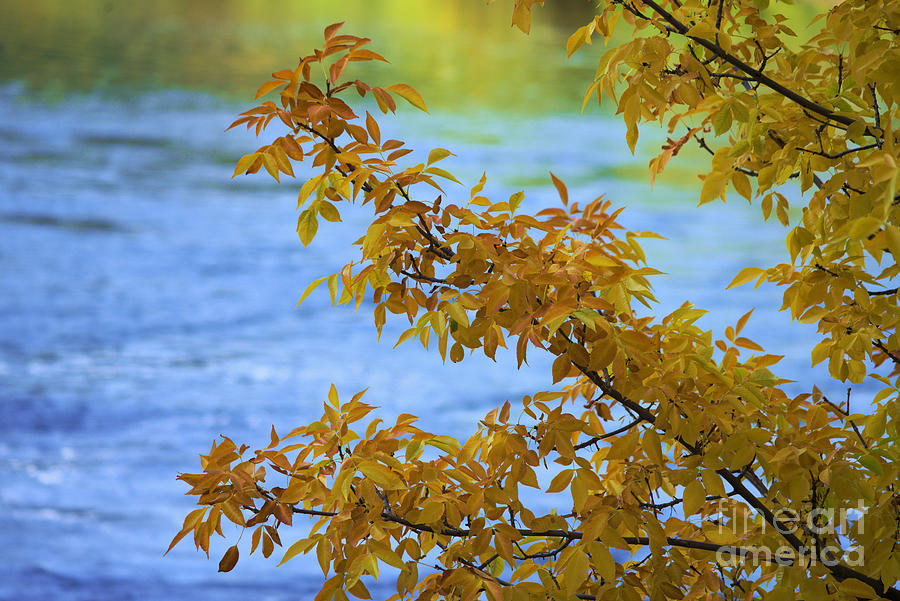 Autumn Branch Beside River Photograph by Kae Cheatham
