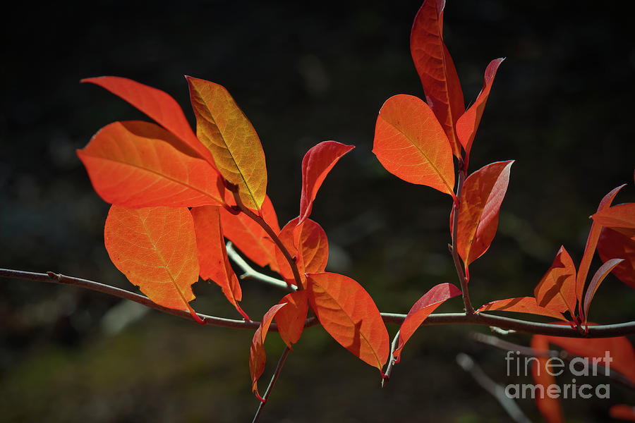 Autumn Branch Photograph by Elaine Teague