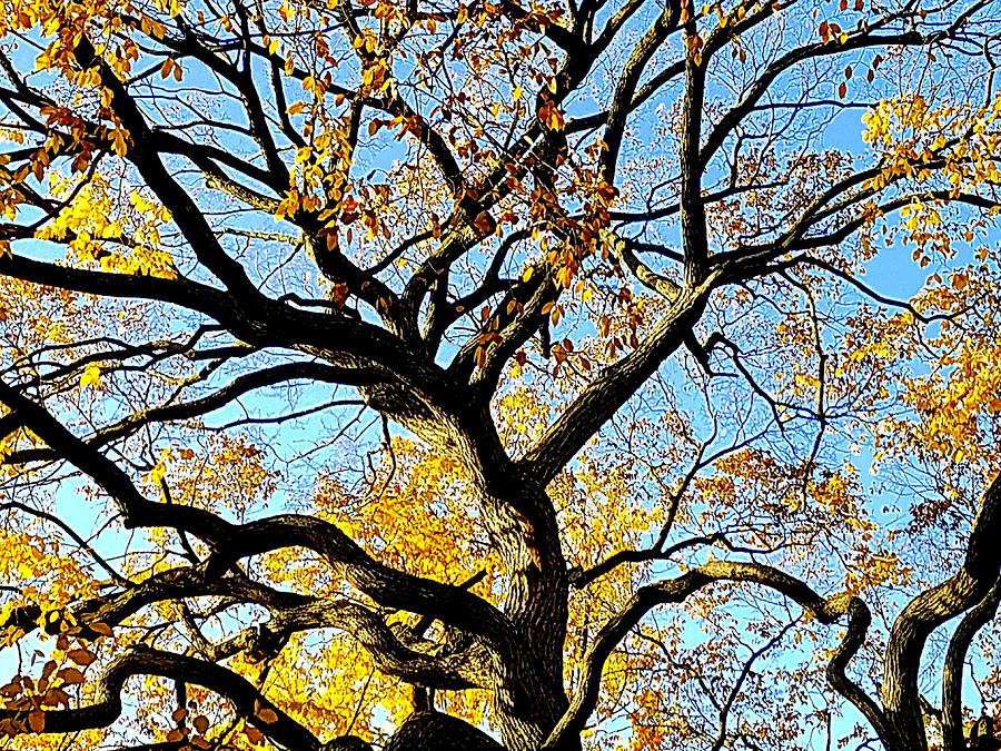 Autumn Branches Photograph by Liza Dey