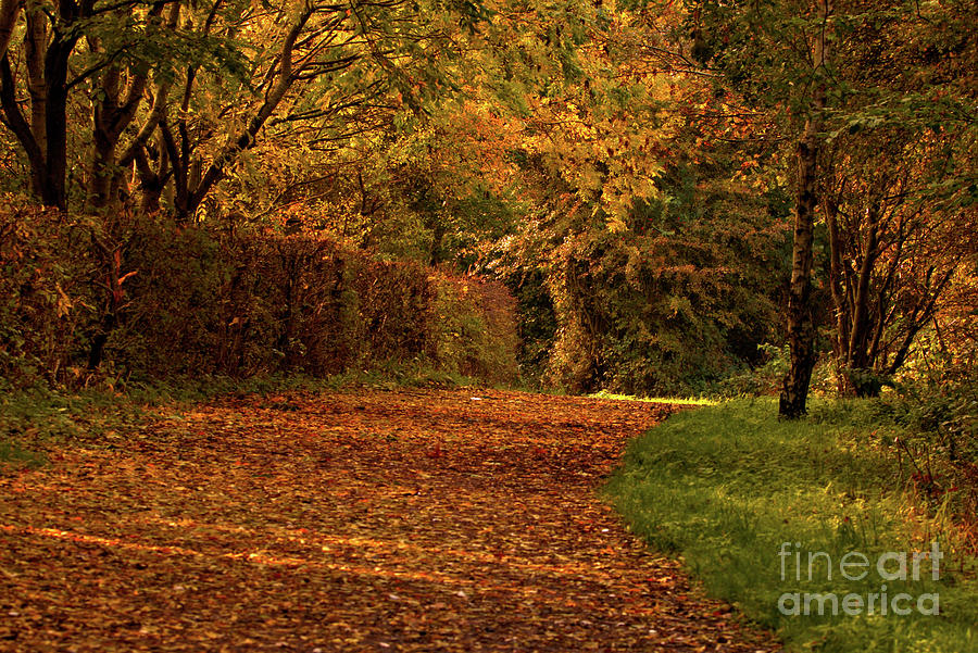Autumn bridal path  Photograph by Baggieoldboy