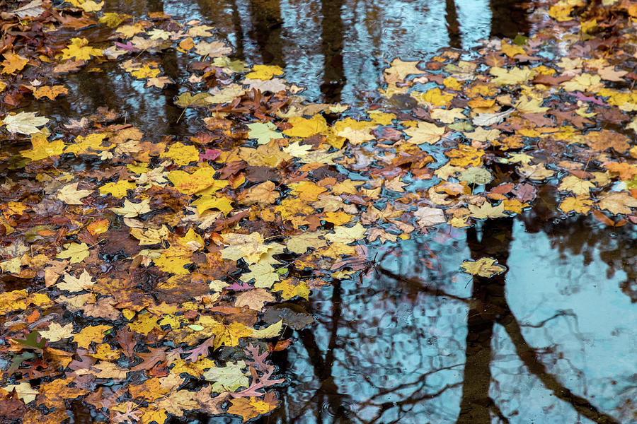 Autumn Bridge Photograph by Mary Amerman