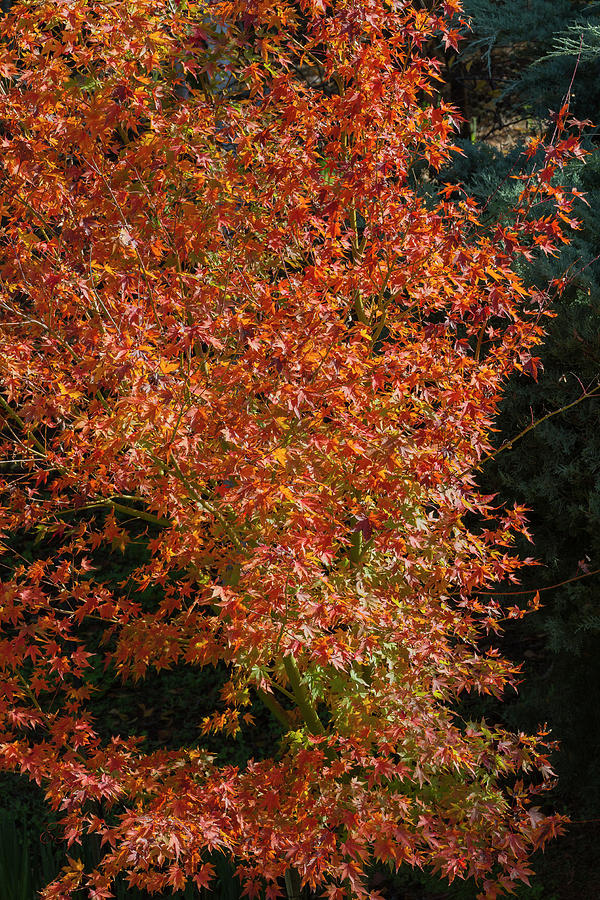 Autumn Brilliance Photograph by Elaine Teague