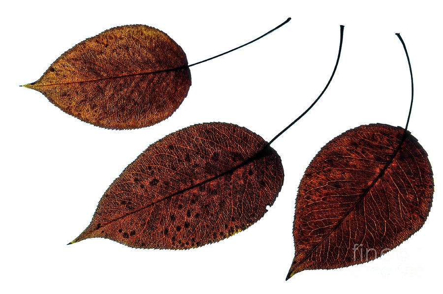 Leaves Photograph - Autumn Brown Leaves by larisa Fedotova Leaves Photograph - Autumn Brown Leaves by larisa Fedotova