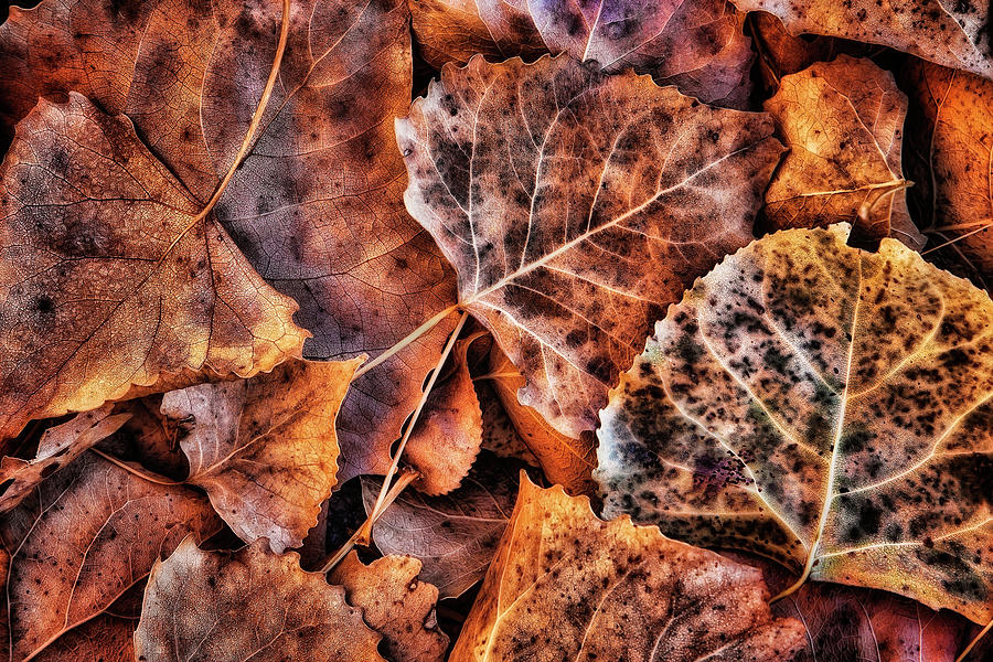 Autumn Browns Photograph by Steve Sullivan