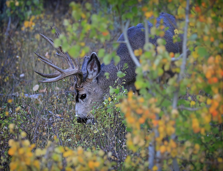 Autumn Buck Photograph by Dan Sproul
