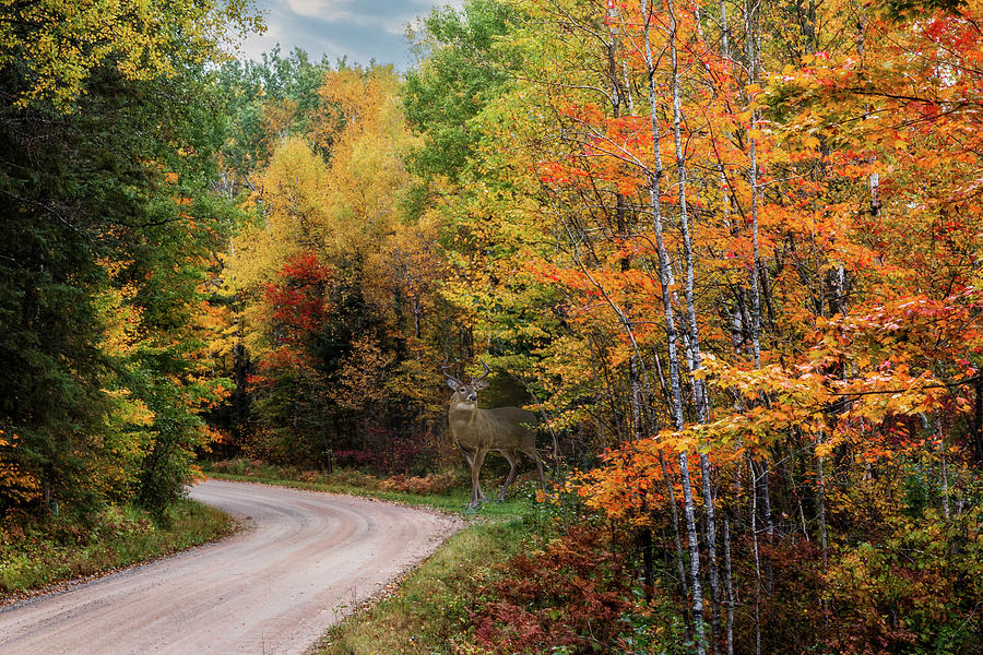 Deer Photograph - Autumn Buck  by Patti Deters