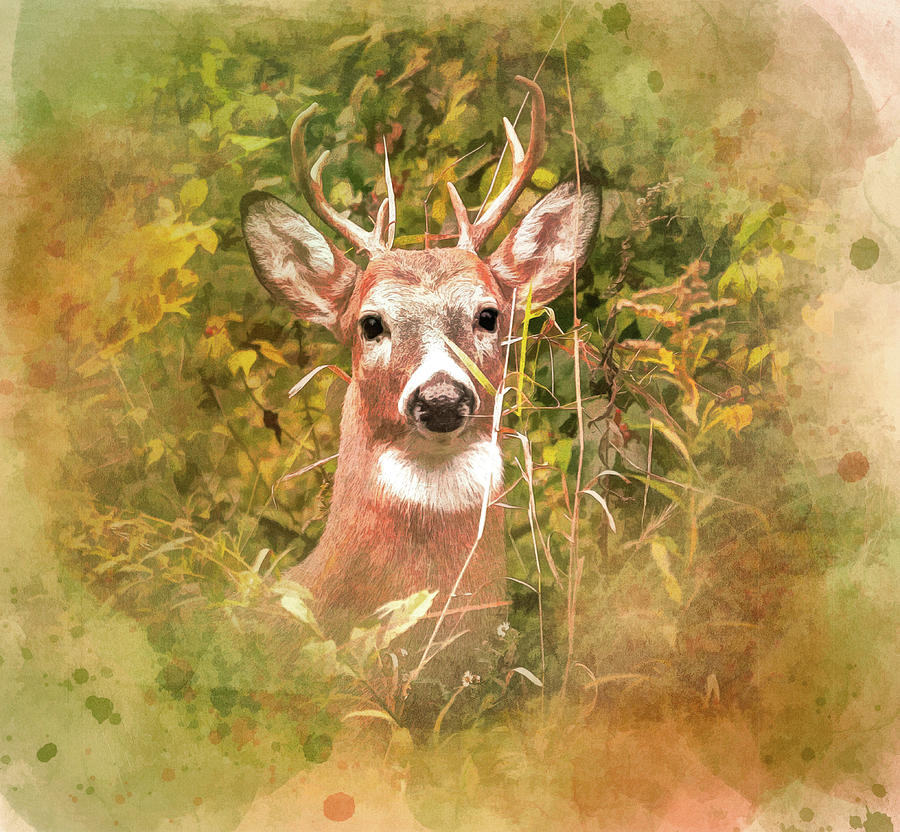 Autumn Buck Watercolor Painting by Dan Sproul